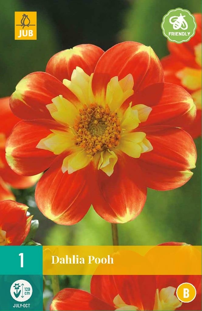 Dahlia Pooh Deoosteindeonline Nl