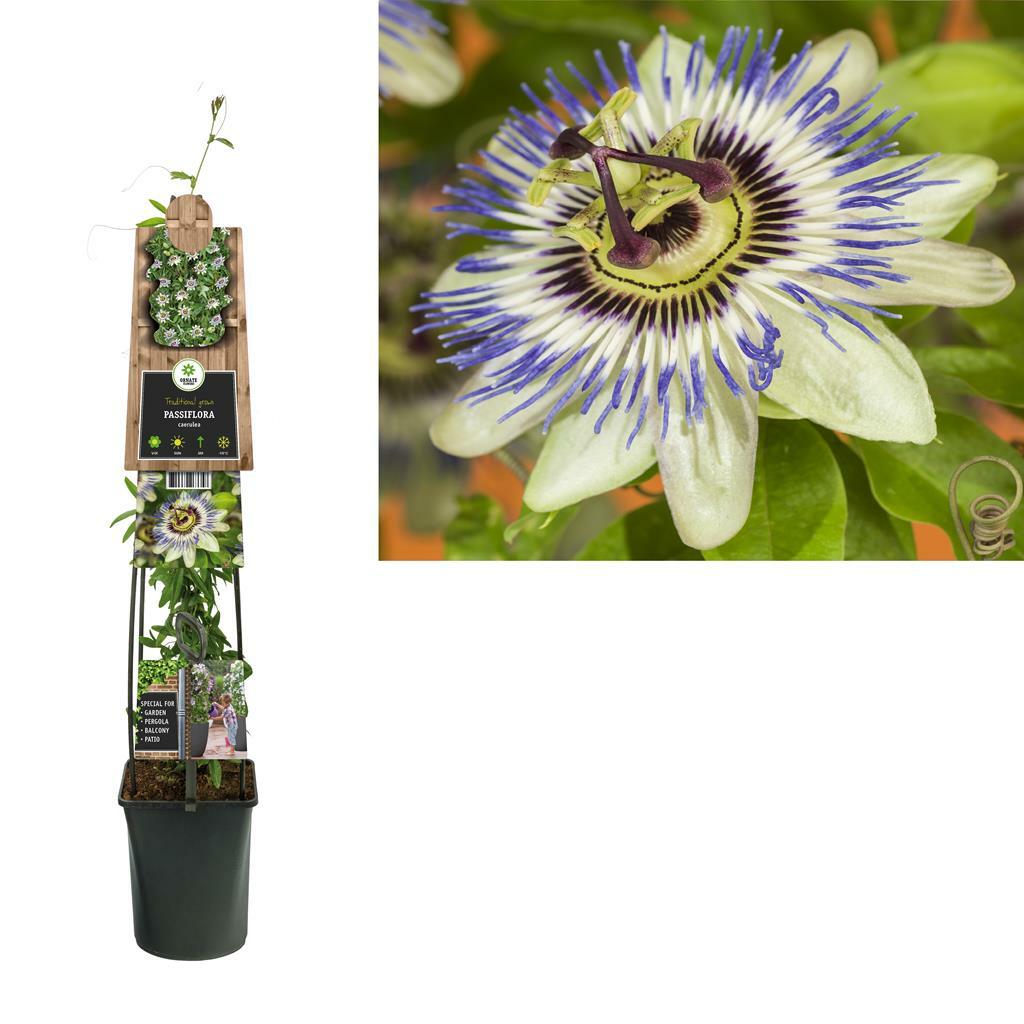 Passiflora Caerulea G DeOosteindeOnline Nl