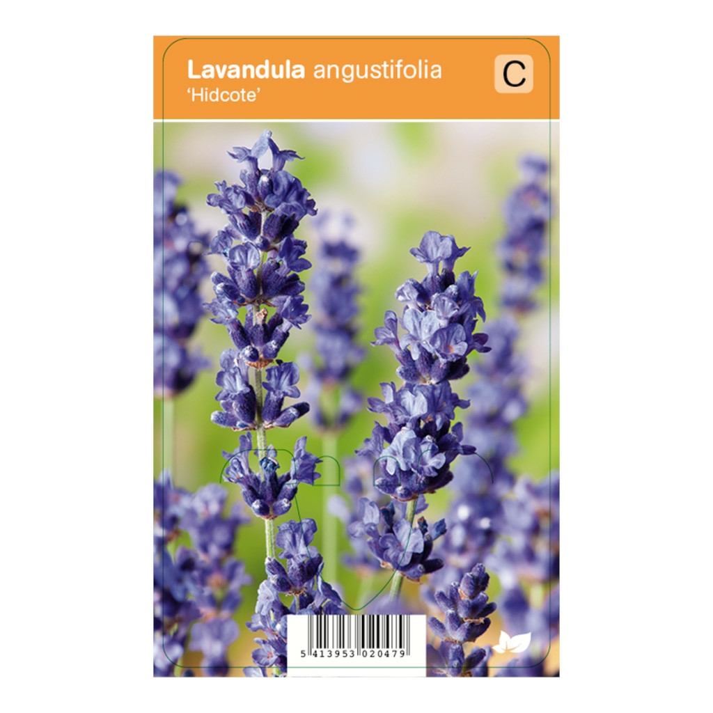 Vips Lavandula Angustifolia Hidcote Lavendel DeOosteindeOnline Nl