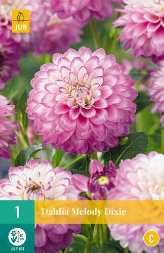 Dahlia Melody Dixie