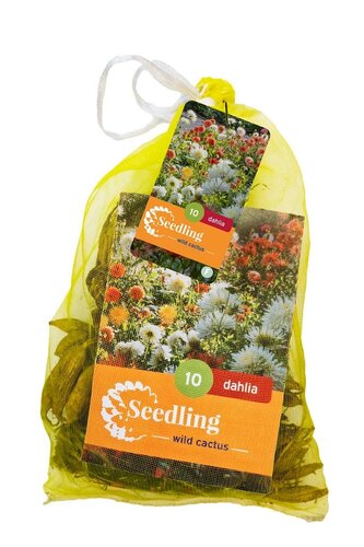 Dahlia cactus mix 10 knollen