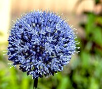 ALLIUM CAERULEUM