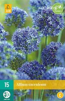 Allium caeruleum 15 bollen - afbeelding 1