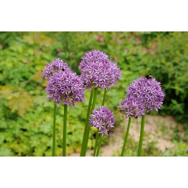 Allium Duo Mix Paars En Wit Allium Bloembollen Allium