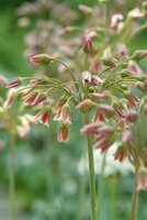 Allium nectaroscordum siculum 5 bollen - afbeelding 2