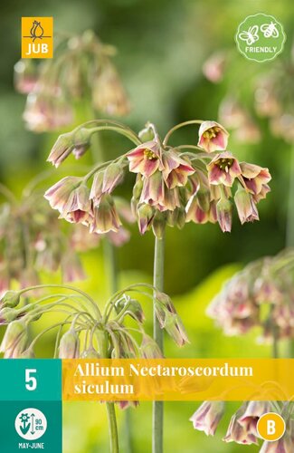 Allium nectaroscordum siculum 5 bollen - afbeelding 1