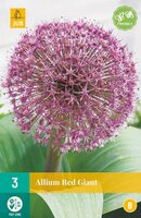 Allium karataviense 'Red Giant'