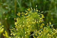 ALLIUM YELLOW FANTASY