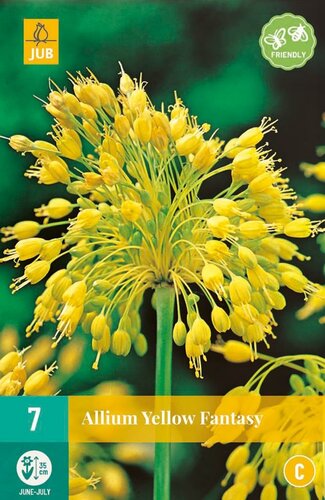 ALLIUM YELLOW FANTASY