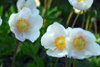 Anemone coronaria Bride - afbeelding 2