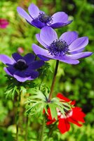 Anemone coronaria Mr. fokker - afbeelding 2