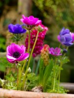 Anemone coronaria sylphide 15 bollen - afbeelding 2