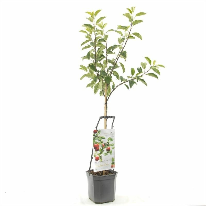 Appelboom Malus dom Ecolette wondertree