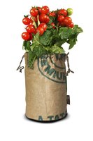 Seeds & Tomatoes rags bio zuckertraube - afbeelding 2