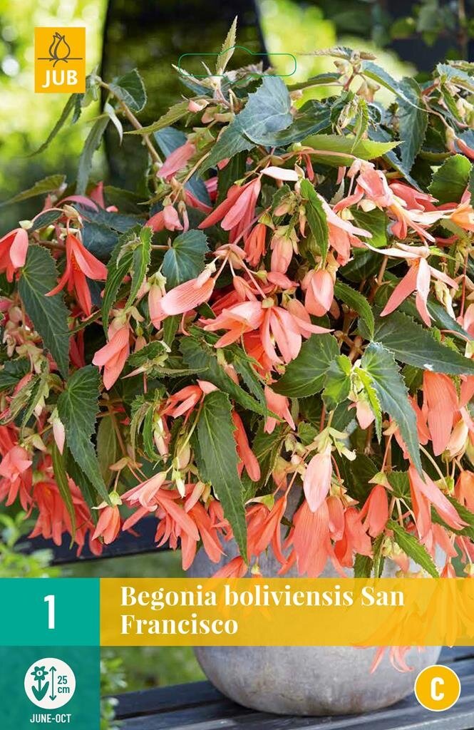 Begonia boliviensis San Francisco