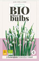 Bio leucojum gravetye giant 3 bollen - afbeelding 1