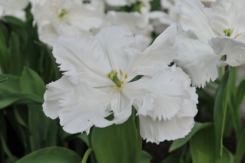 TULP WHITE REBEL