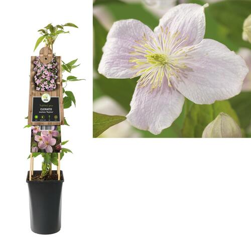 Clematis montana 'Mayleen' - bosrank 70 cm