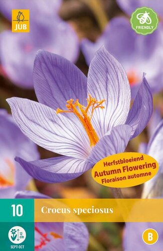 Crocus speciosus 10 bollen