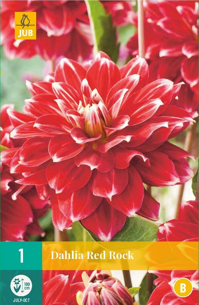 Dahlia Red rock