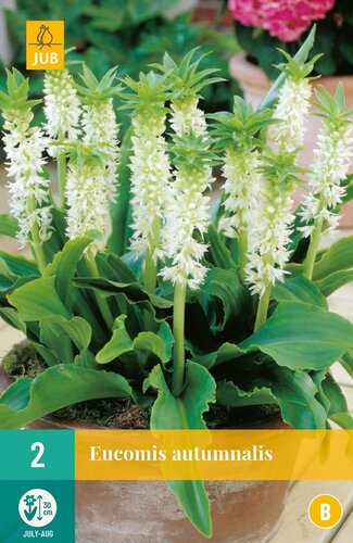 Eucomis autumnalis - afbeelding 1