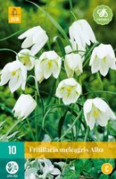 Fritillaria meleagris alba 10 bollen - afbeelding 1