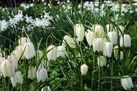 Fritillaria meleagris alba 10 bollen - afbeelding 2