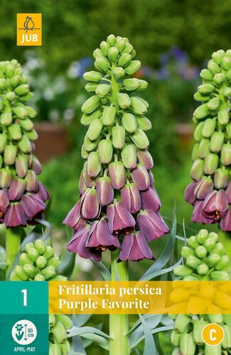 Fritillaria persica purple favorite 1 bol - afbeelding 1