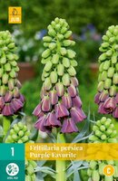 Fritillaria persica purple favorite 1 bol - afbeelding 1