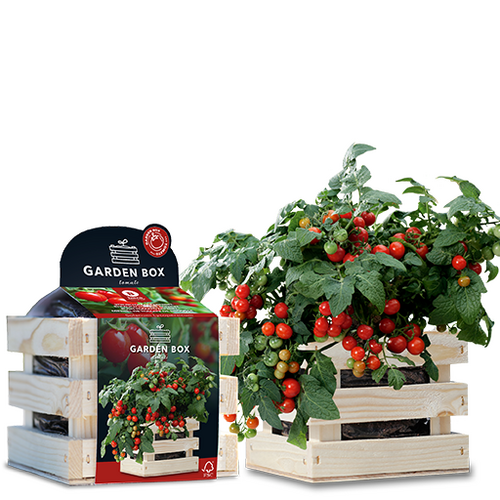 Baza garden box struiktomaat minibel