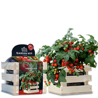 Baza garden box struiktomaat minibel