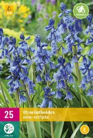 Hyacinthoides non-scripta 20 bollen