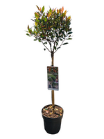 Just terrace Photinia fraseri Chico® - Glansmispel