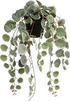 Mica Ceropegia woodii in pot groen