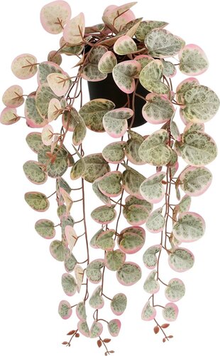 Mica Ceropegia woodii in pot roze