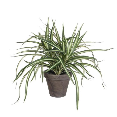 Mica dracaena 34 cm wit groen