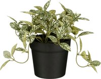 Mica Fittonia groen in pot