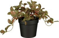 Mica Fittonia in pot rood