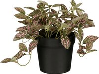 Mica Fittonia in pot roze