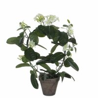 Mica Stephanotis in pot wit