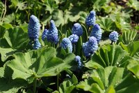 Muscari azureum 10 stuks - afbeelding 2