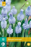 Muscari azureum 10 stuks - afbeelding 1