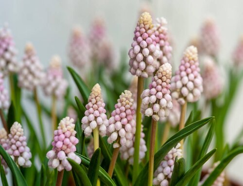 Muscari pink sunrise 3 bollen - afbeelding 2