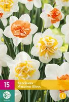 Narcis macaron bloss 10 stuks