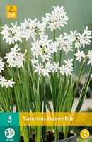 Narcis paperwhite 3 bollen - afbeelding 1