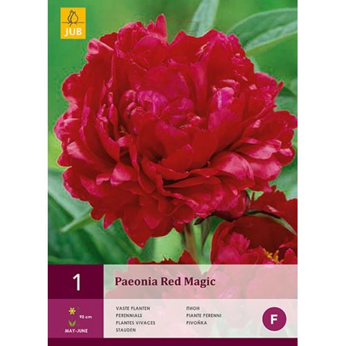Pioenroos paeonia red magic