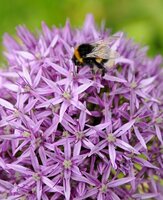 Prins Allium Purple Sensation 20 bollen - afbeelding 3