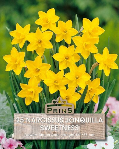 Prins narcis sweetness 25 bollen