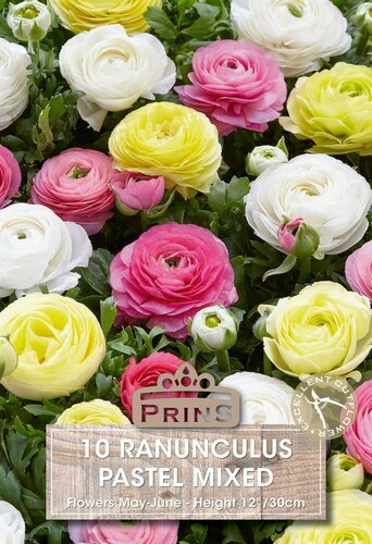 Prins Ranunculus mix 10 knollen pastel mix