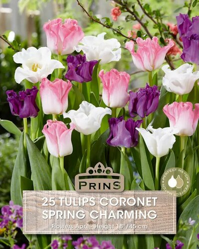 Prins tulp spring charming 25 bollen